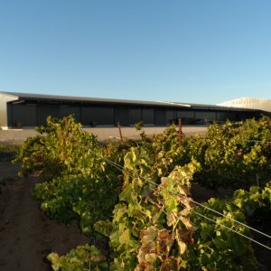 vingårde fra Frisomat